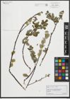 Foto von Salix salviifolia Brot.